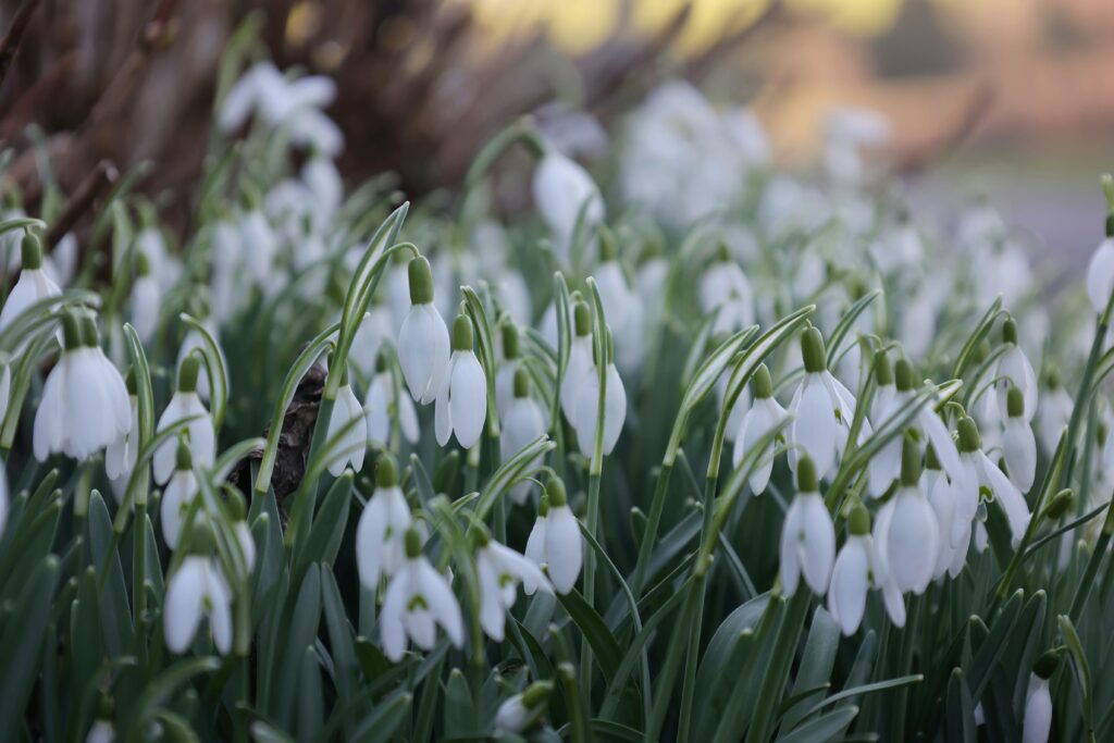 En klase vita snödroppsblommor med gröna stjälkar och blad växer tätt utomhus, med suddiga bladverk i bakgrunden.