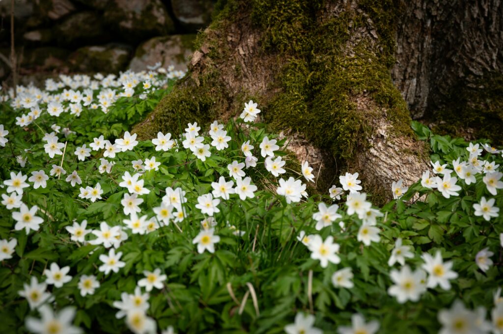 Vita vildblommor med gult centrum växer tätt runt den mossiga basen på en trädstam i en naturlig utomhusmiljö.