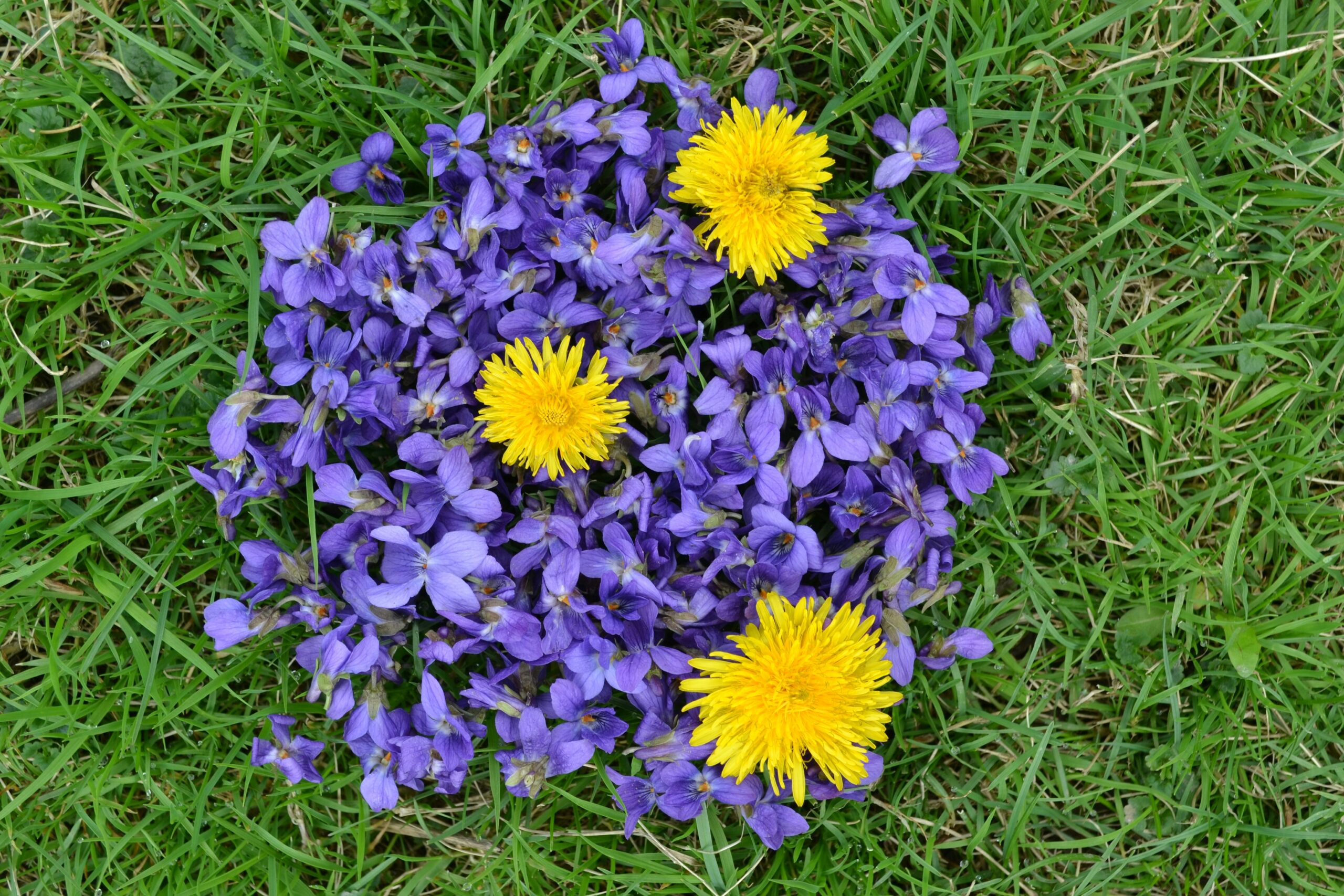 Ett kluster av lila violetta blommor och tre gula maskrosor i grönt gräs.